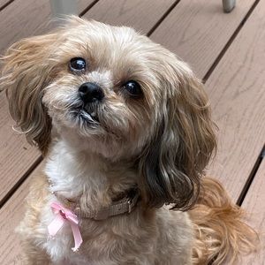 Meet your Posher, Jenine